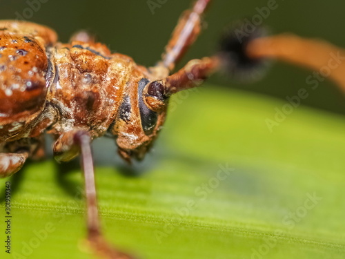 Close-up side of a Hairy Tuft-bearing Longhorn or Aristobia horridula (Hope) resting on green blade leaf with green nature blurred background.