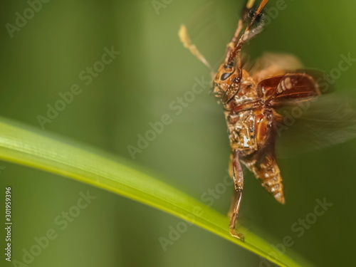 Close-up a Hairy Tuft-bearing Longhorn or Aristobia horridula (Hope) jumping from green leaf to fly in the air with green nature blurred background. photo