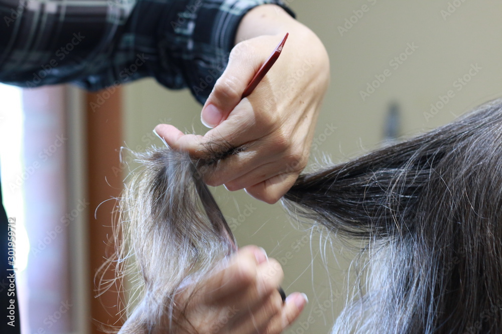 Obraz premium skilled Hands of a hairdresser cutting the curly wavy hair of a customer with hand scissors and a comb