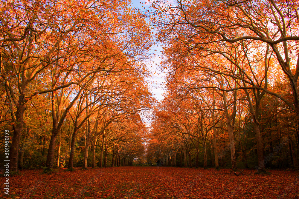 Beautiful autumn scenery in a forest. Two rows of parallel trees with orange and red foliage. Dirt road in the middle.