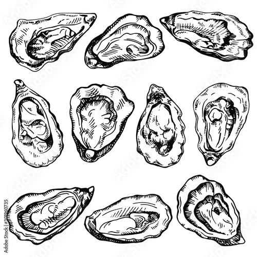 Hand drawn sketch oyster set. Sketch illustration of fresh seafood. Isolated on white background. photo
