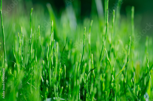 Green grass natural background texture, Lawn for the background