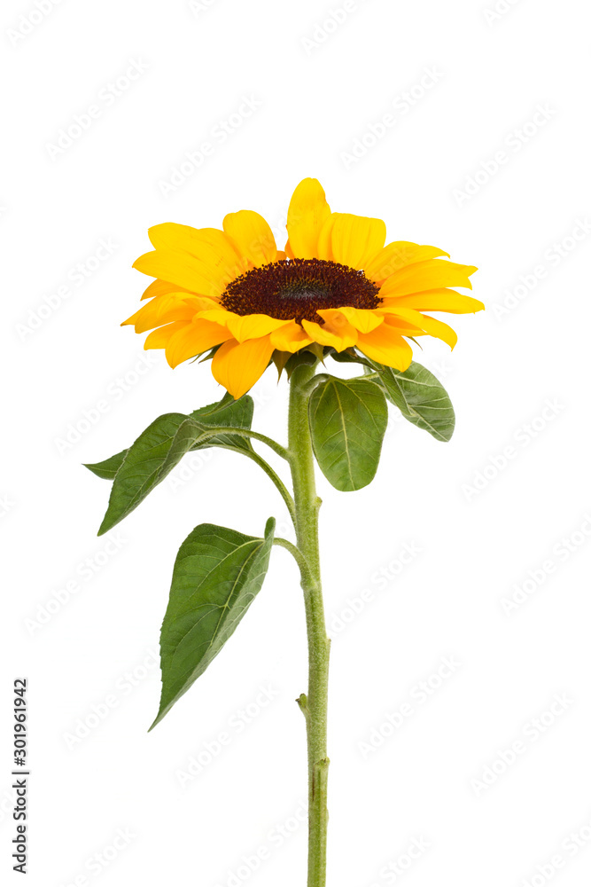 Foto de Girasol natural sobre un fondo blanco liso y aislado. Vista de  frente y de cerca do Stock | Adobe Stock