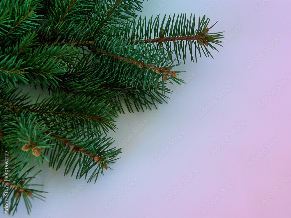 green fluffy sprigs of spruce on gradient background, new year