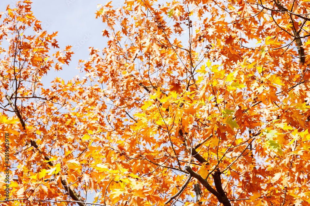 autumn leaves on tree autumn leaves on tree