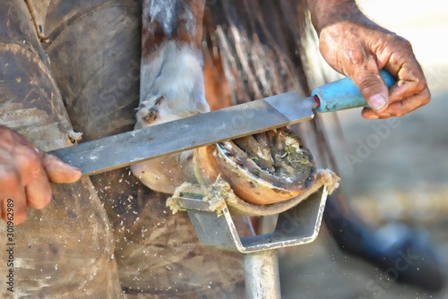 Blacksmith Works on Shoeing Horse