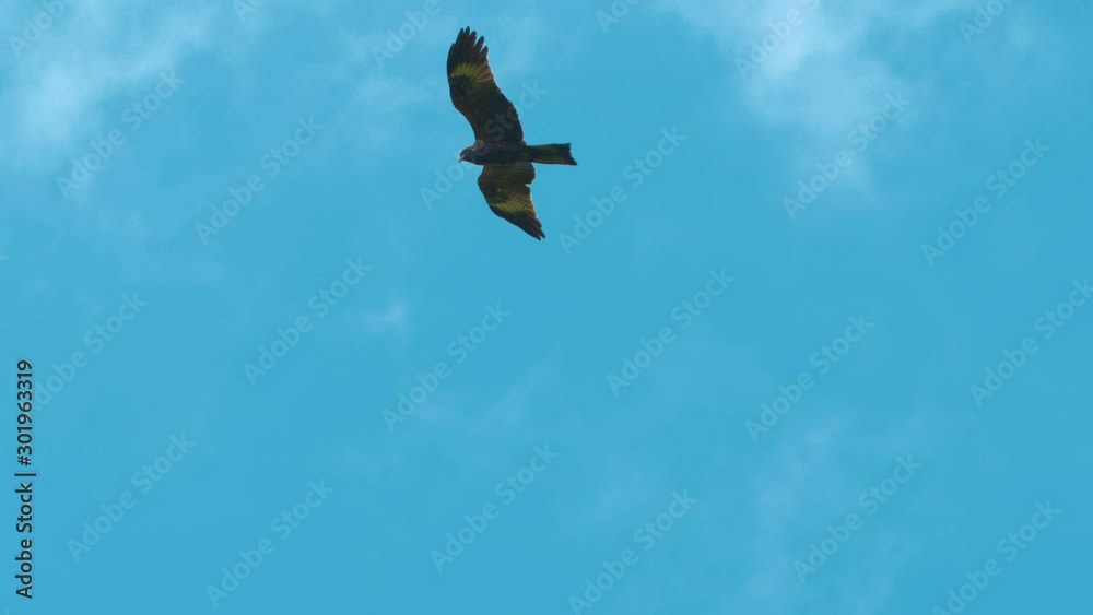 Bird in flight in the sky