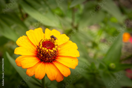 Closeup of an Orange Flower with a Busy Bee