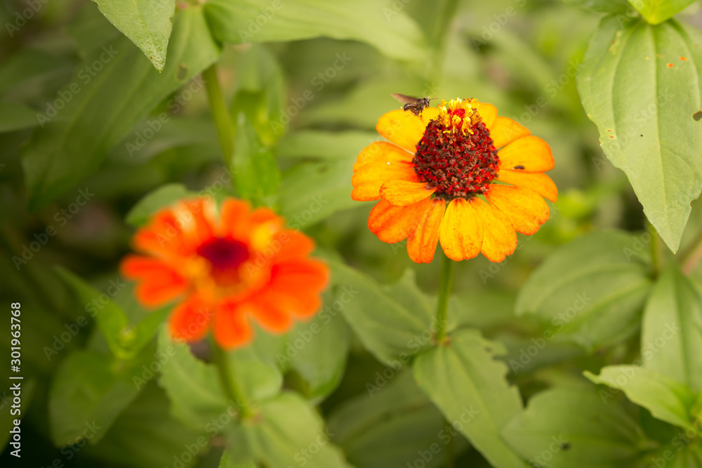 Closeup of an Orange Flower with a Busy Bee Closeup of an Orange Flower with a Busy Bee