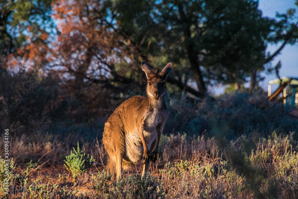 Fototapeta premium A wild Kangaroo in the Australien outback