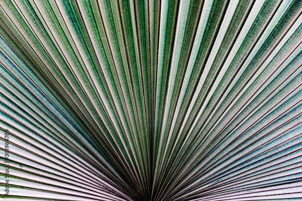 Obraz premium Palm tree leaf with its beautiful pattern