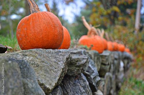 Pumpkins on a New England Stonewall