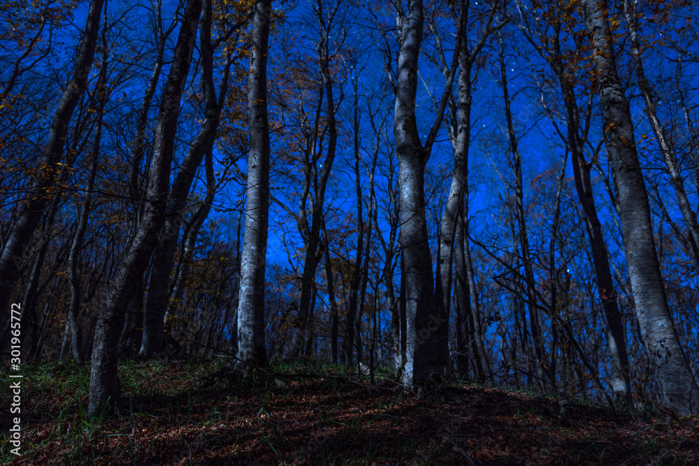 Mysterious autumn forest in the moonlight Mysterious autumn forest in the moonlight
