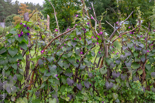 Purple bindweed on a support in the form of a wattle photo