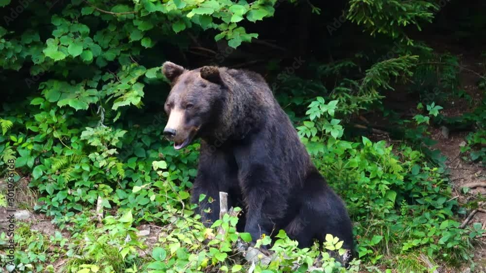 Black bear on the background of the forest. Black bear on the background of the forest.
