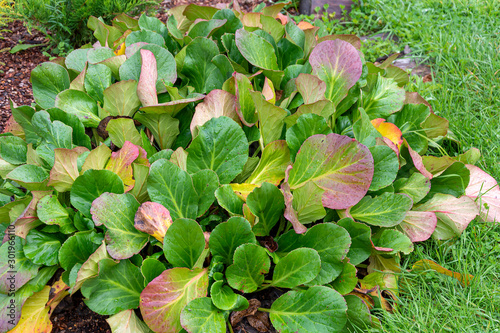 Photos Decorative lush Bush of bergenia in a beautiful garden