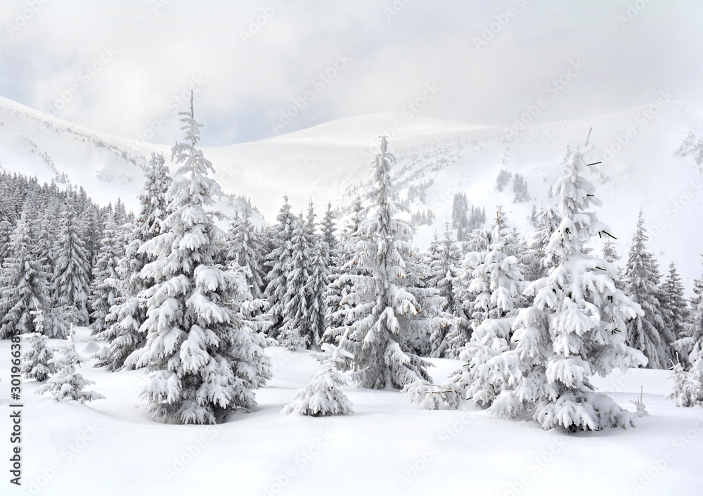 Naklejka premium Winter landscape of mountains with of fir forest in snow. Carpathian mountains