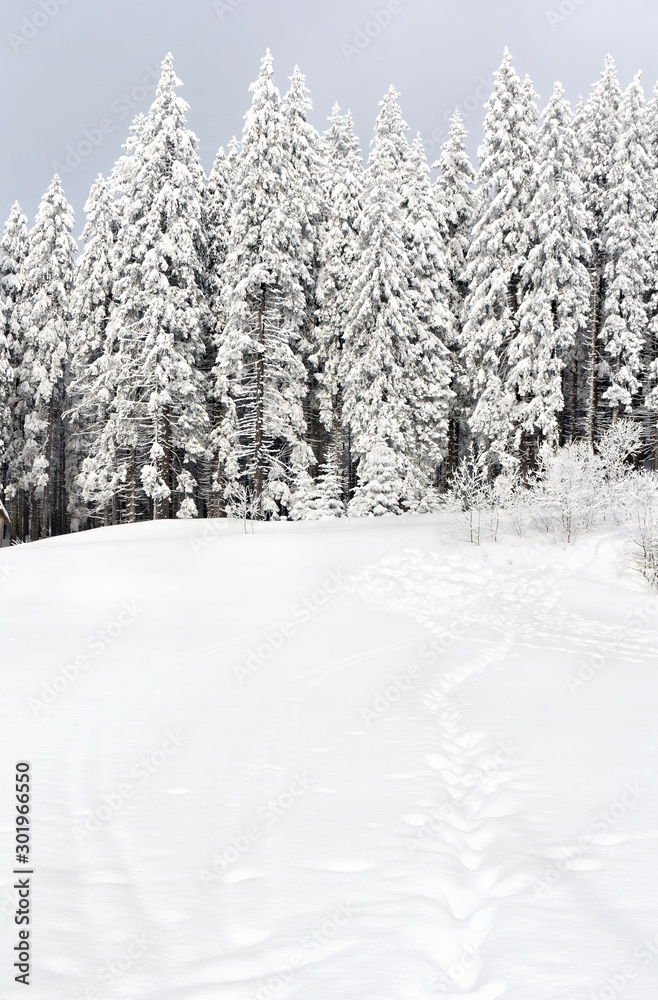 Winter landscape in fir forest and glade with path with footprints in snow following