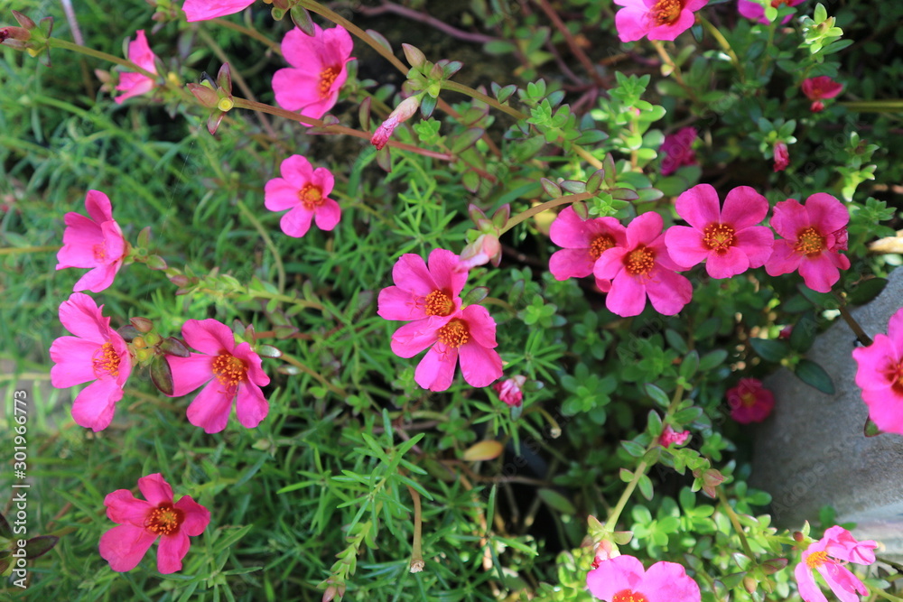 flower flower