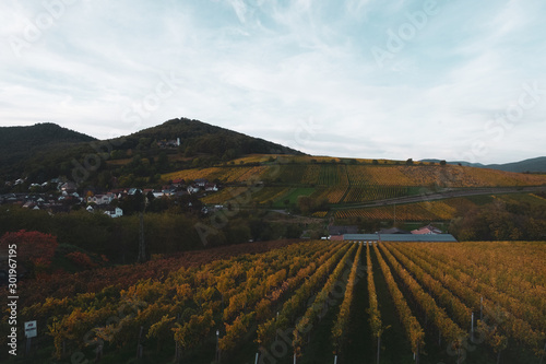 Herbstliche Landschaft mit Weinstöcken und Hügeln im Morgenlicht, vor blauem Himmel photo