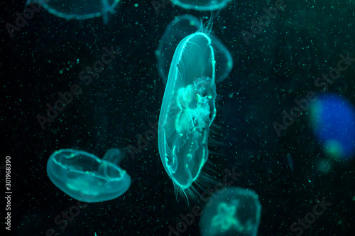 jellyfish or pacific sea jellyfish on a dark background © marina