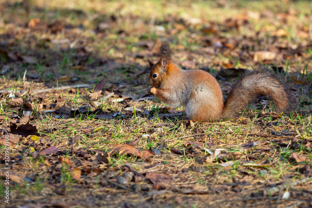 squirrel with fluffy ears and a tail sits on the ground and eats squirrel with fluffy ears and a tail sits on the ground and eats