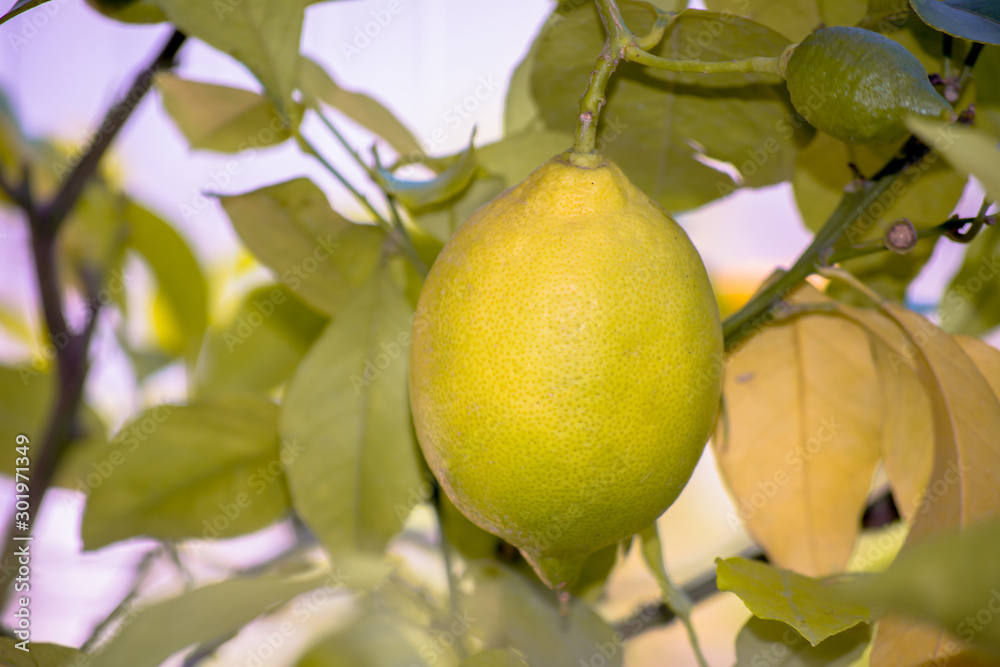 Green lemon among the foliage. Lemon tree with fruits. Green lemon among the foliage. Lemon tree with fruits.