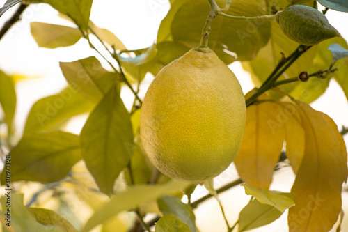 Green lemon among the foliage. Lemon tree with fruits.