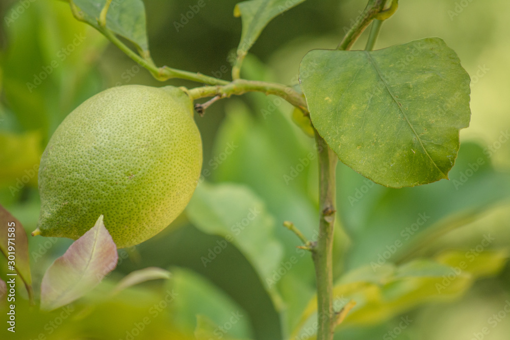 Green lemon among the foliage. Lemon tree with fruits. Green lemon among the foliage. Lemon tree with fruits.