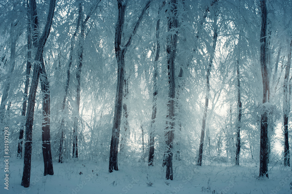 cold winter landscape with snow and frozen trees in forest - obrazy, fototapety, plakaty 