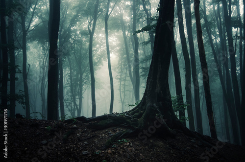 tree in dark mysterious fantasy forest