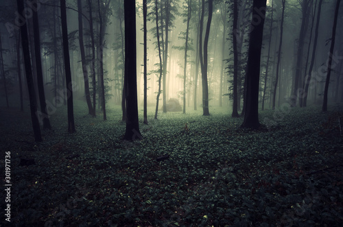 dark magical forest, fantasy landscape