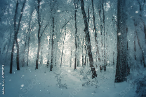 blizzard in winter forest, fantasy winter woods landscape