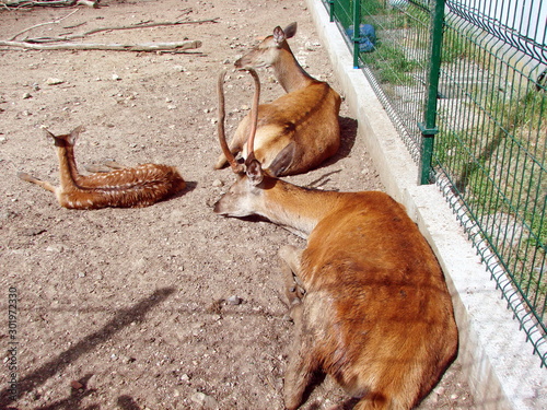 The reindeer family warms up under the rays of the summer sun despite the numerous views of tourists. A sympathetic look at the reindeer in captivity on the other side of the cage. © Hennadii