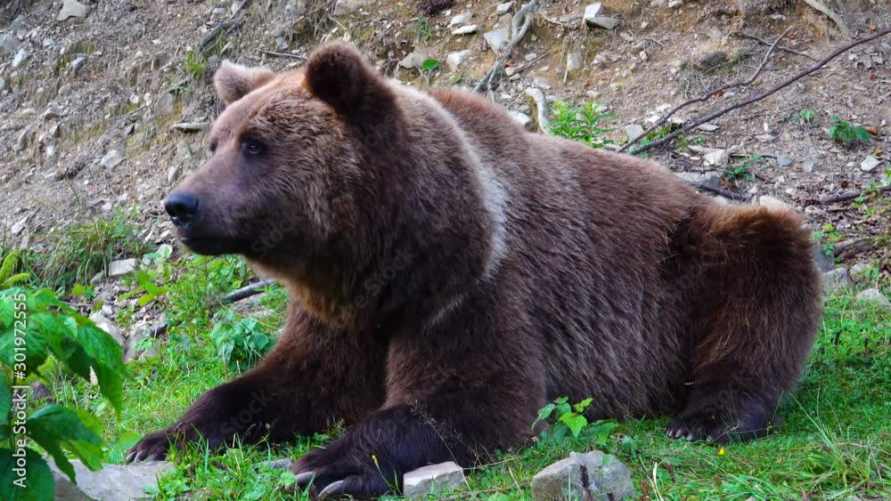 A huge brown bear is caring for its prey. A huge brown bear is caring for its prey.