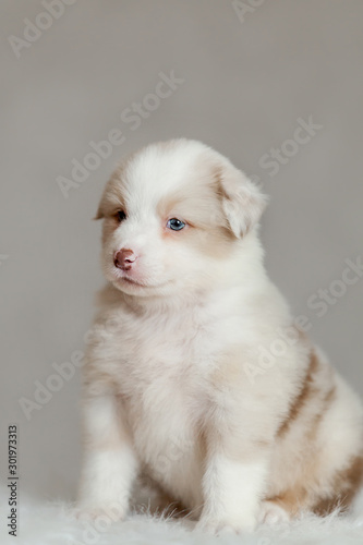 cute fluffy puppy Aussie posing © Alexandra