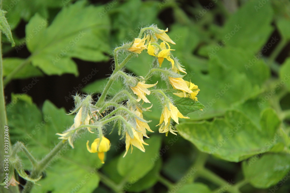 The Yellow Flowers of a Truss on a Tomato Plant. The Yellow Flowers of a Truss on a Tomato Plant.