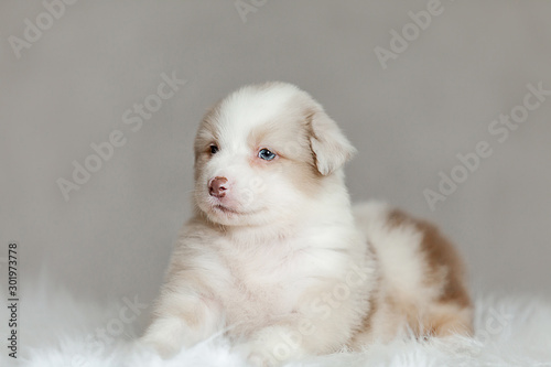 cute fluffy puppy Aussie posing