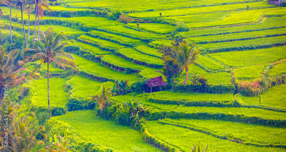 Green rice terrace fields on Bali island, near Ubud, Indonesia