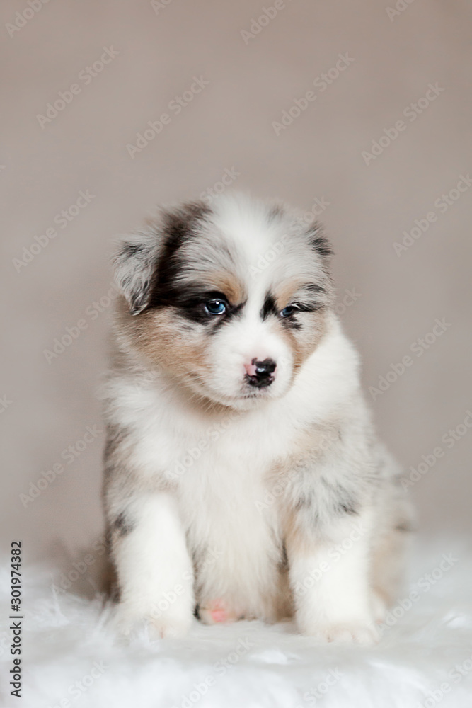cute fluffy puppy Aussie posing