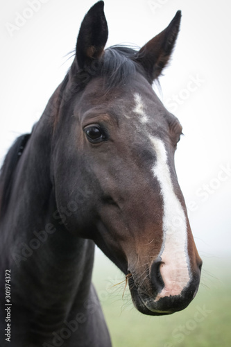 portrait of a beautiful horse © Ingus Evertovskis