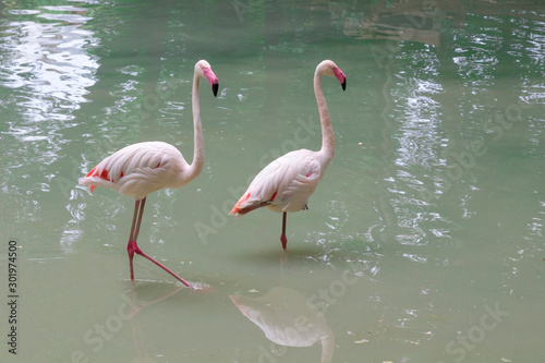 Two flamingos in a pond in the sun. Environmental protection  zoo..