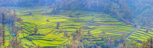 Green rice terrace fields on Bali island, near Ubud, Indonesia