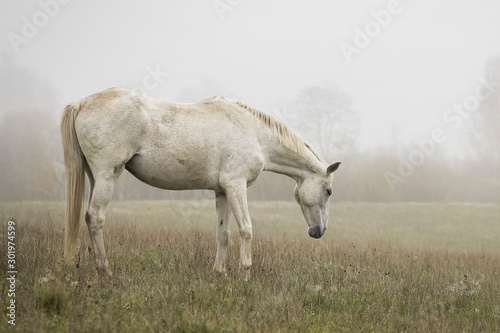 Gray horse in a mist