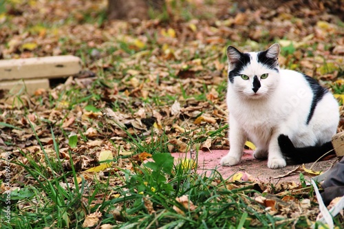 cat in garden