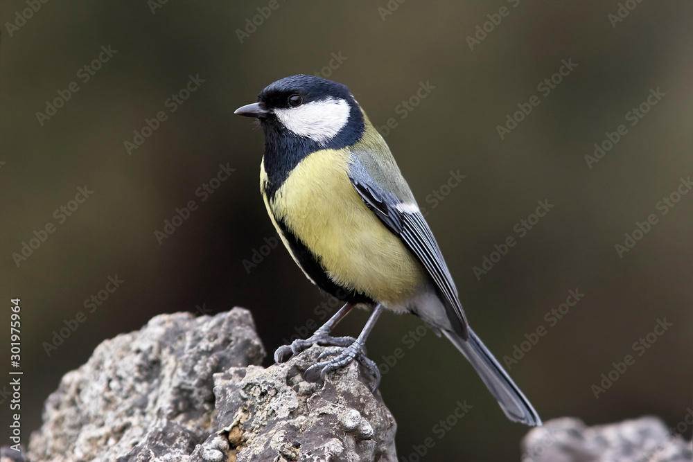 Great tit portrait Great tit portrait