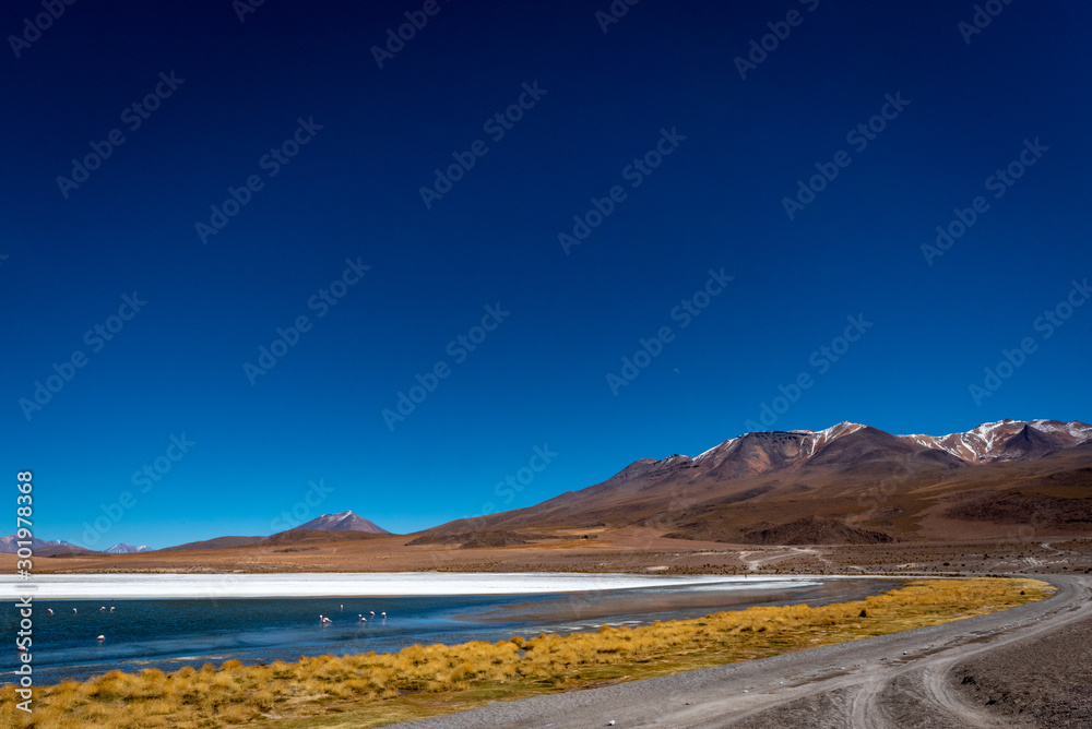 Fototapeta premium Within the volcanic desert, a rocky dirt road wraps around the dry grassy edge of Laguna Colorada where flamingos gather under the sunny blue sky.