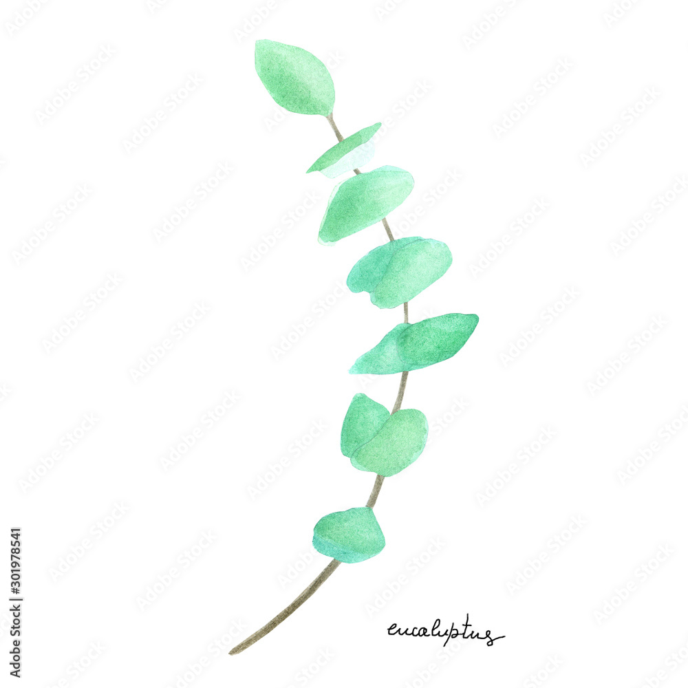 watercolor illustration with eucalyptus branch.