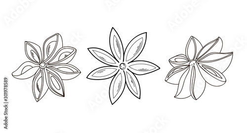 Billede på lærred Vector cardamom set