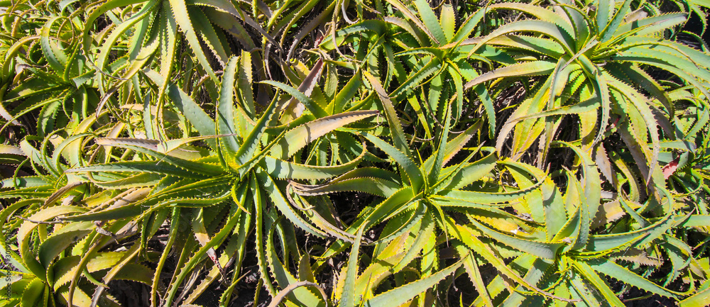 Fototapeta premium Cactus of the Canary Islands